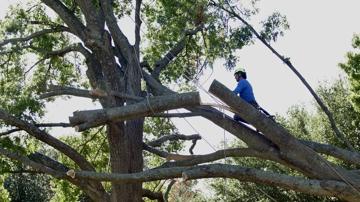 Professional Crown Thinning performed by certified arborists in Coldspring