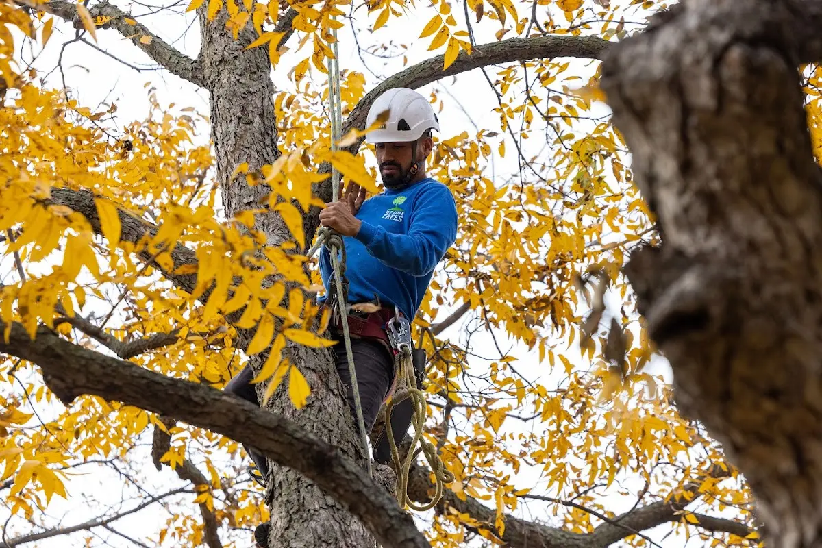 Skilled Storm Damage Cleanup crew working in Coldspring